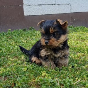 Yorkshire terrier, Jorkširski terijer, Jorki, Yorki