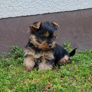 Yorkshire terrier, Jorkširski terijer, Jorki, Yorki