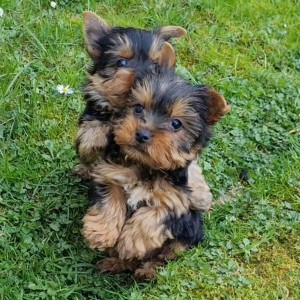 Yorkshire terrier, Jorkširski terijer, Jorki, Yorki