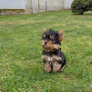 Yorkshire terrier, Jorkširski terijer, Jorki, Yorki