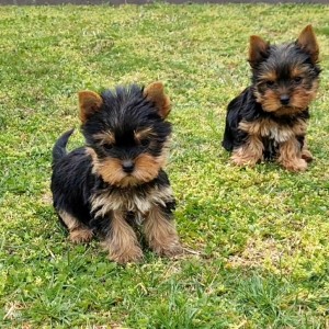 Yorkshire terrier, Jorkširski terijer, Jorki, Yorki