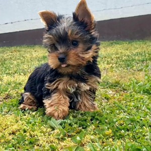 Yorkshire terrier, Jorkširski terijer, Jorki, Yorki