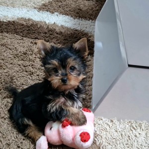 Yorkshire terrier, Jorkširski terijer, Jorki, Yorki
