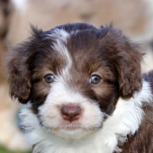 Ghost Merle Border Collie