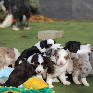 Ghost Merle Border Collie