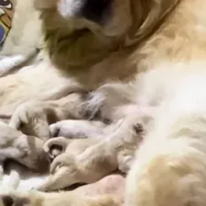 Chow Chow (Čau Čau) štenci