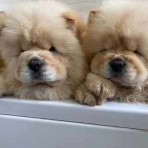 Chow Chow (Čau Čau) štenci
