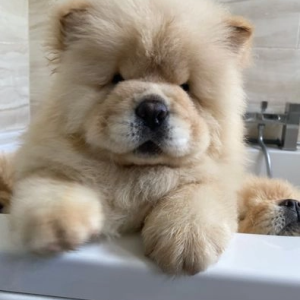 Chow Chow (Čau Čau) štenci