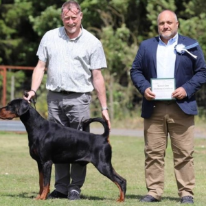 SPREMAN ZA POLAZAK - Dobermann vrhunske kvalitete