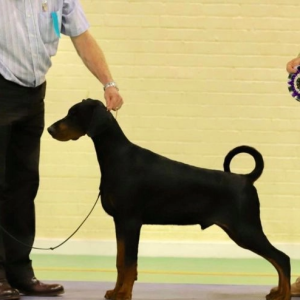 SPREMAN ZA POLAZAK - Dobermann vrhunske kvalitete