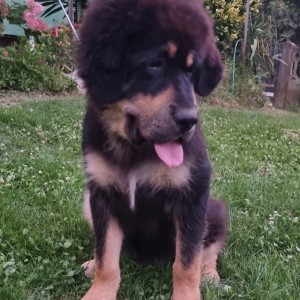 Tibetski mastifi