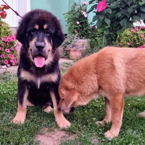 Tibetski mastifi