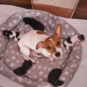 Štene Jack Russell terijera