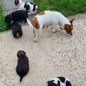Štene Jack Russell terijera