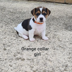 Štene Jack Russell terijera