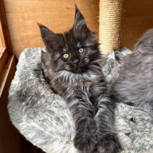 Maine Coon mačići