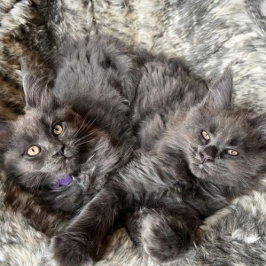 Maine Coon mačići