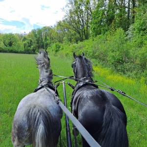 Pastuh