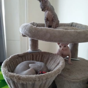 Elf Sphynx mačići - Prodano