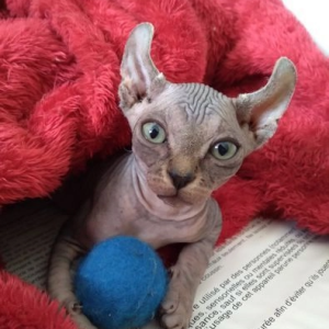 Elf Sphynx mačići - Prodano