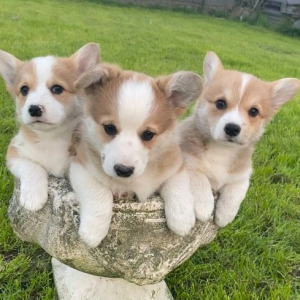 CORGI ŠTENCI 1 vWD &amp; DM