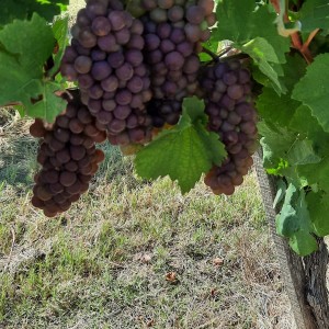 PINOT SIVI - cijena po dogovoru