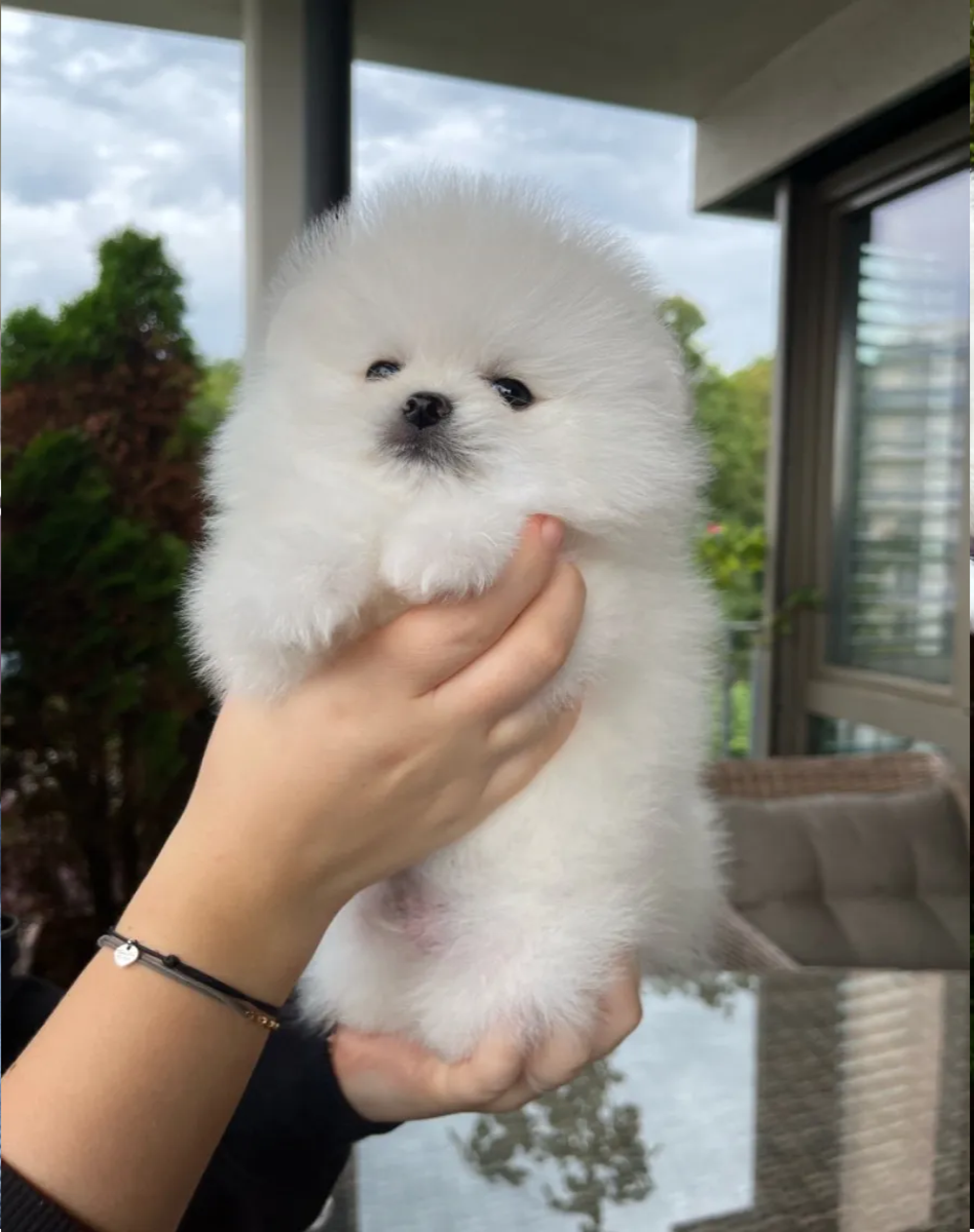 Pomeranci boo