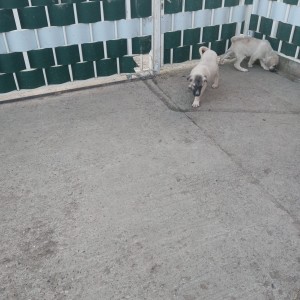 Turski kangal stenici
