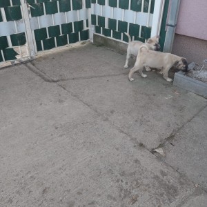 Turski kangal stenici