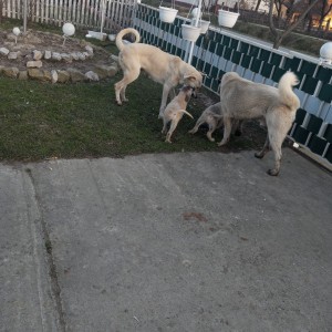 Turski kangal stenici