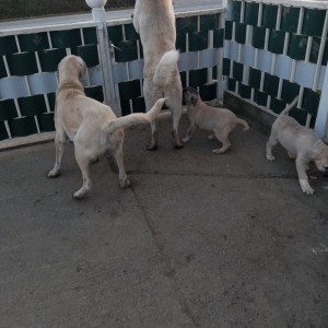Turski kangal stenici