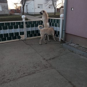 Turski kangal stenici