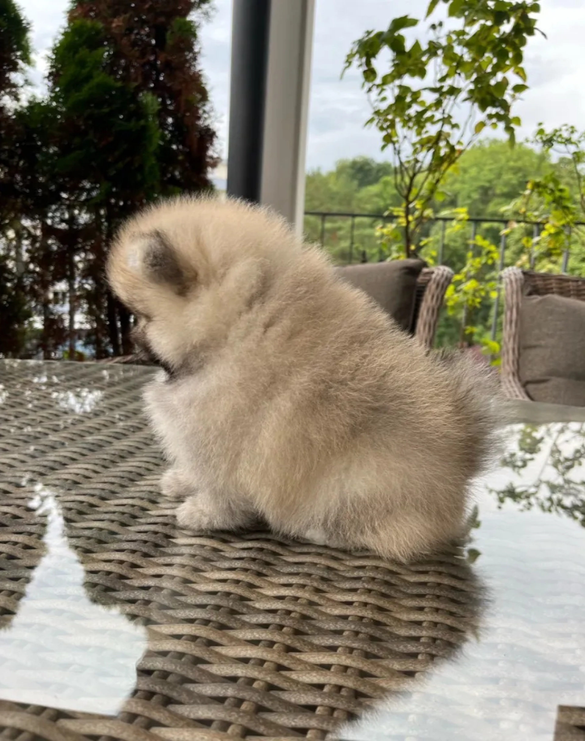 Pomeranac Boo stenci