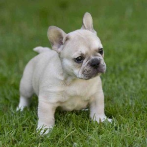 Francuski buldog štene