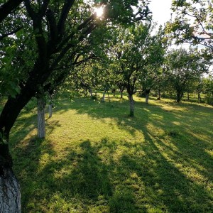 Voćnjak - Erdut