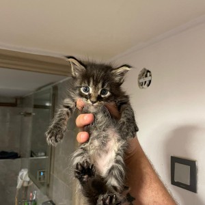 Maine coon mačići