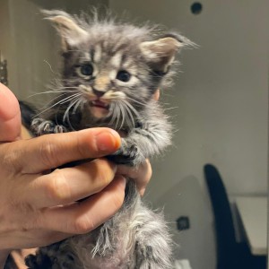 Maine coon mačići