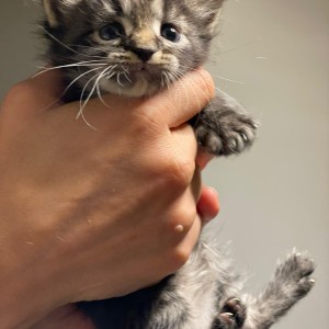 Maine coon mačići