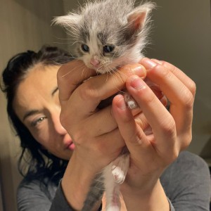 Maine coon mačići