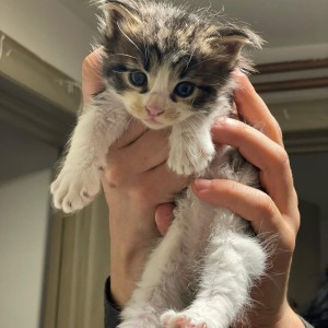 Maine coon mačići