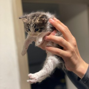 Maine coon mačići