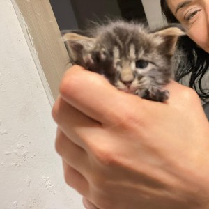 Maine coon mačići
