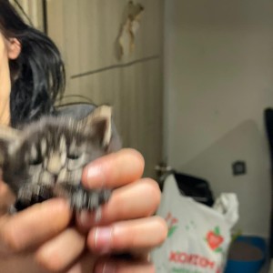 Maine coon mačići