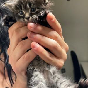 Maine coon mačići