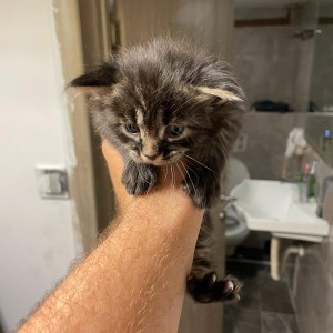 Maine coon mačići