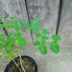 Moringa presadnice