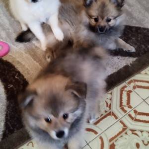 Štenci pomeranskog špica