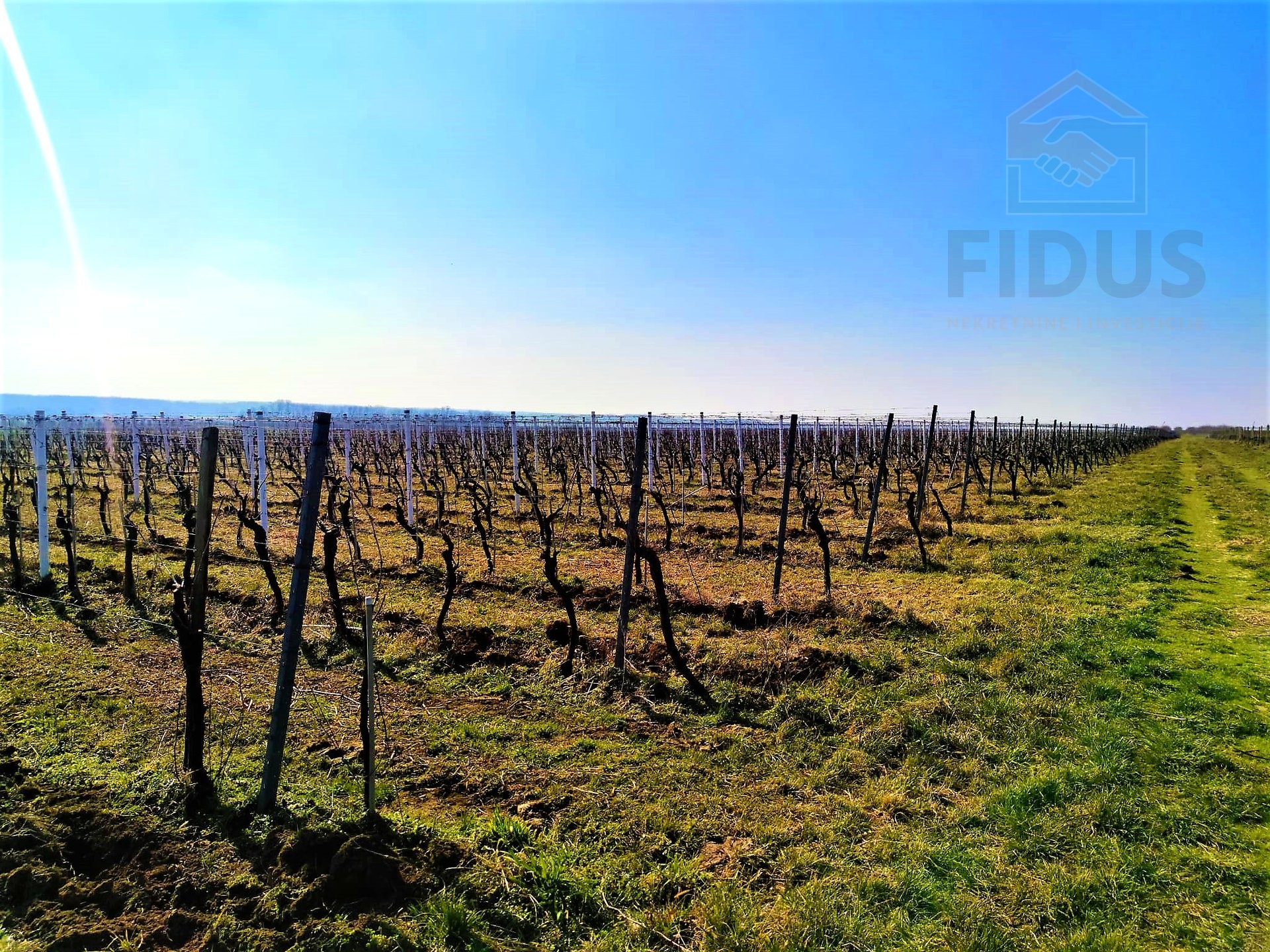 Vinograd sorte graševina - Erdut