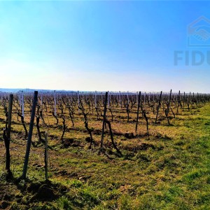 Vinograd sorte graševina - Erdut