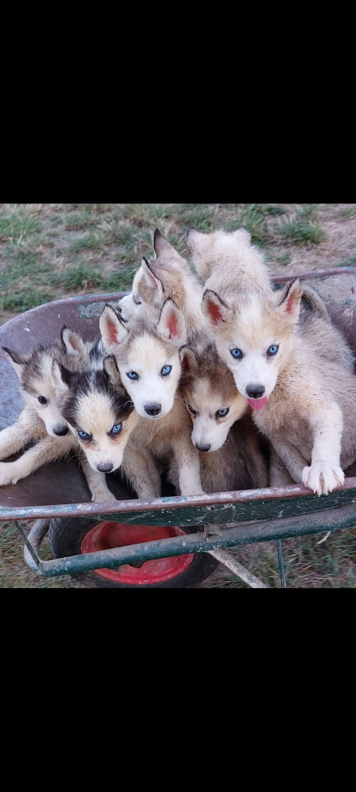 Samojed i Sibirski haski stenci